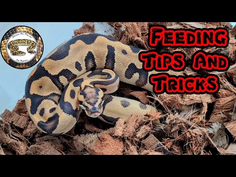 Ball Python Feeding Problems. Tips And Tricks