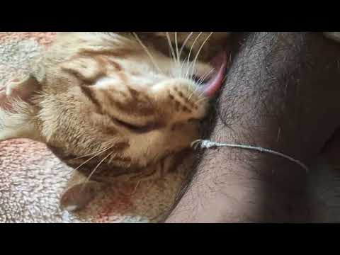 #cutebaby #catlover #cutecat #official #cat