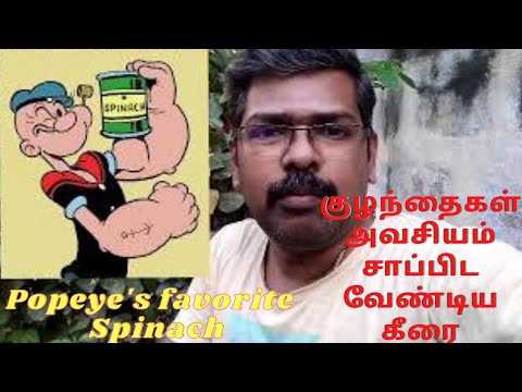 பாப்பாய் சாப்பிட்ட பசலை கீரை | popeye's spinach | வீட்டு தோட்டத்தில் பசலை