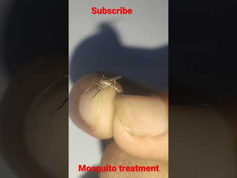 mosquito treatment at home #mosquito #mosquitobite #trending #viral #shorts #funnyvideo