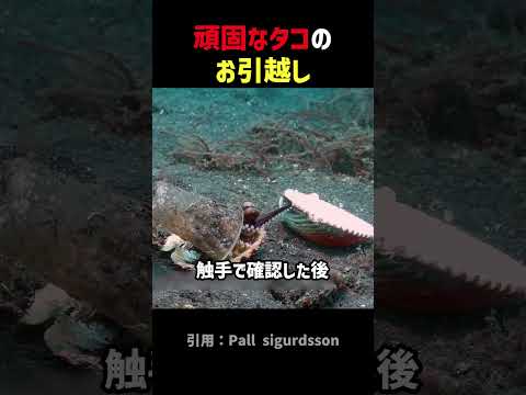 わがままタコのお引越し