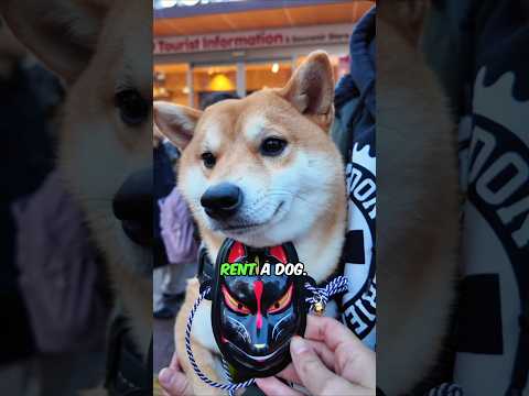 I Became a Dog in Japan!