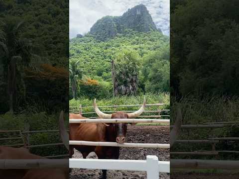 Zucata Sheep Farm in Cha-Am, Thailand #thailandtravel #huahinthailand #chaam #pettingzoo #thaitravel