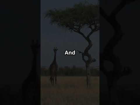 "5 Mind-Blowing Giraffe Facts You Never Knew! 🦒🤯"