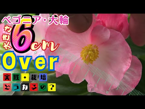 BIGサイズ!!【ベゴニア】大迫力・普通のベゴニアに飽きたらコレ試してみて！カンタン花の大きさ6センチオーバー！ベゴニアの花記録を全公開中【ガーデニング】植え方・育て方・有機質肥料・園芸