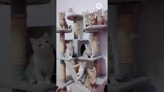 Cat's video..😽😸😻 #catvideo #kidscartoon #music #motupatlu #funandlearning