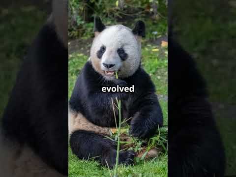 5 Surprising Panda Facts You Never Knew! 🤯 | Mind-Blowing Animal Facts.