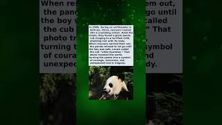 This Panda Shielded a Child During an Earthquake… and the World Wept!