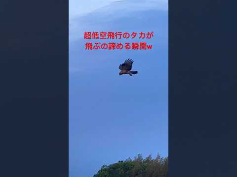 【瞬間】タカの超低空飛行からの諦める瞬間！カワイイ