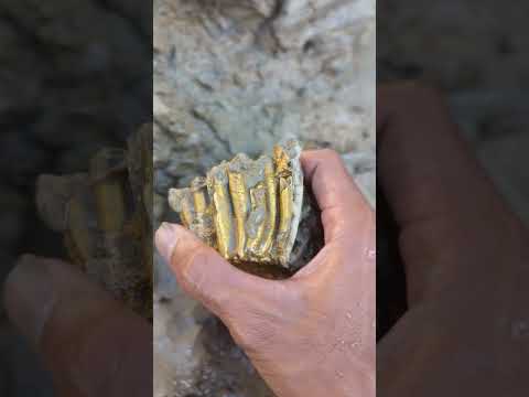 gold in the river in the forest we get gold #goldhunter