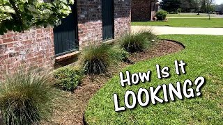 Flower Bed UPDATE After 2 YEARS