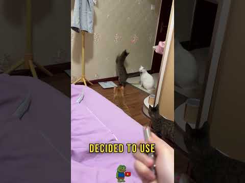 She couldn’t believe what her cats did 😮