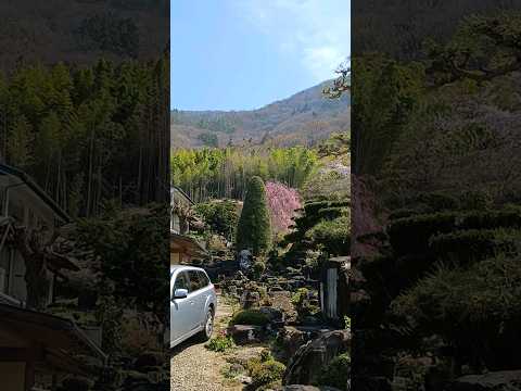 春のお花見日和　#お花見 #桜 #きれい #shorts #美しい #beautiful #sakura #映える #nature #山 #mountains #japan　#田舎