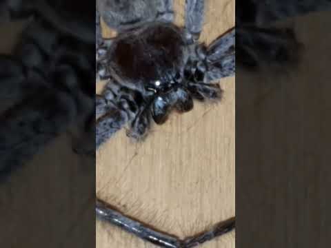 Huntsman Spider Australia pt. 4, these things are everywhere! 💀