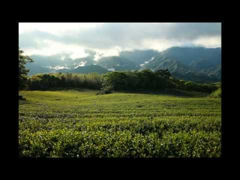 白青長茶作坊-坪林文山包種茶