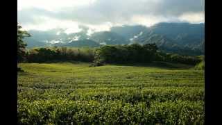 白青長茶作坊-坪林文山包種茶