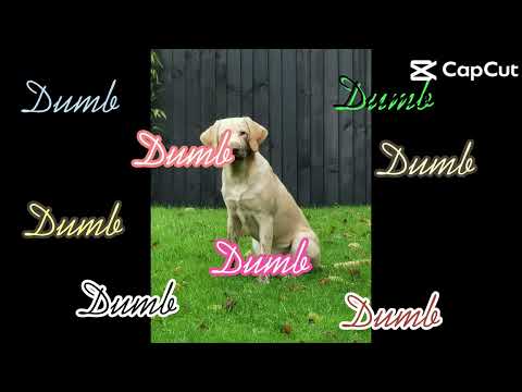 NOT my mother! #dog #funnydog #labrador #doggo #shorts
