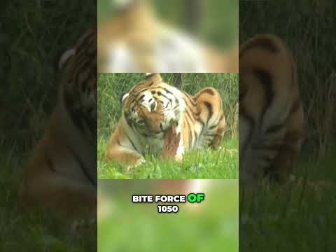 Discover the POWER and BEAUTY of Tigers!