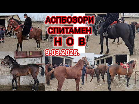 АСП БОЗОРИ ХУДЧАНД СПИТОМЕН НОВ АСПХОИ БУЗИ ТОЙ 9-Март 2025г