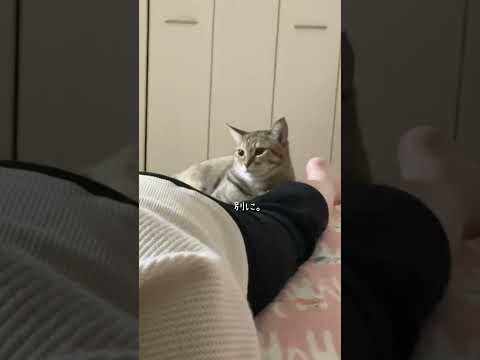 お互い人肌も猫肌も恋しい　#猫 #cat