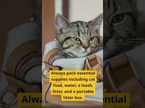 How to travel with a cat? #travel #cat #shorts