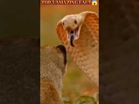 Top 5 amazing fact #facts #shots #godshot #shotes #amazingfact #amazing