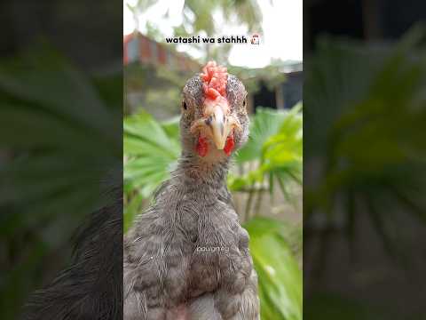 watashi wa stahhh #funnyanimals #chicken #chickendance  #youtubeshorts