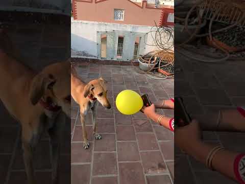 Dog balloon burst reaction, dog funny reaction, cute reaction