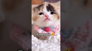 Cute Kitten 🥰. #kitten#cat#funny#cute#catlover#catshorts#youtubecats#MunchkinCat#CuteKittens11n