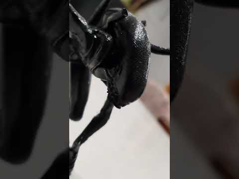 3d Printed Xenomorph (Alien) statue