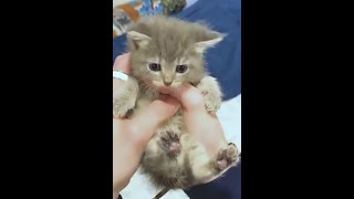 It’s time to wake up, little guy! #tinykitten #cute #funny