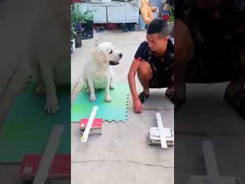 The boy trains a smart dog #viral #smartdog #shorts