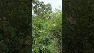 Beautiful nature
