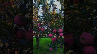 #kashmirapple #appleorchard #appletrees #apple #freshapples