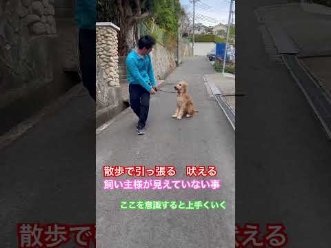 ※説明欄見てね！散歩で吠える、引っ張る、、飼い主様が見えていない事 #犬のしつけ #dog #ドッグトレーニング