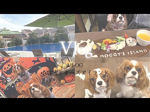 【Vlog】キャバリアを連れて小谷流ドギーズアイランド🐶🌳