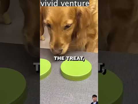 The dog is sad 😢😢😢 #saddog #dog #sad #shortvideo #shot #shorts