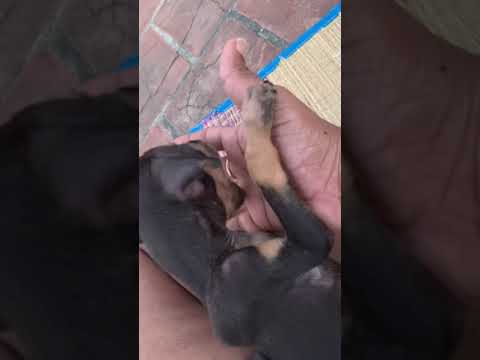 45 days Puppy | Kanni Puppy | cute puppy