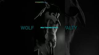 Wolf Teaches Loyalty 💥 #motivation #quotes #lion #attitude