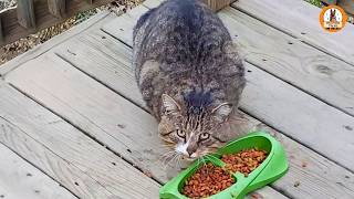 I Fed This Stray Cat for Weeks—Until One Small Decision Changed Everything