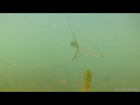Comportamento dos peixes diante de um camarão, filmagem 4k  Action camera