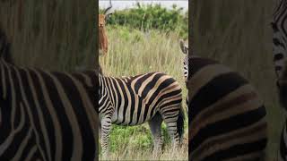 Zebra caught on camera #wildlifewatching #wildlifephotography #wildlife
