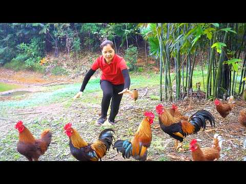 Harvesting A Lot Of Chicken In The Hill Garden Goes To Market Sell | Tieu Ca - Free Bushcraft