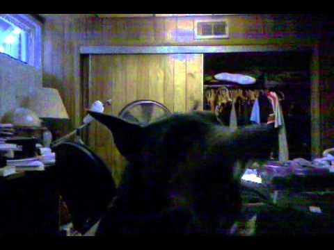 Butterpaws- Slap fight hurdy durrrrr
