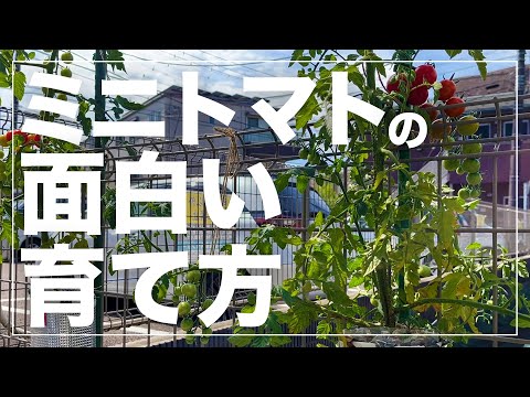 【場所が無くてもOK】ミニトマトをペットボトル水耕栽培で大量収穫！3種類の育て方を比較検証！美味しい育て方とは？！