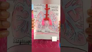 Human Respiratory System | Working model of lungs #class6 #project