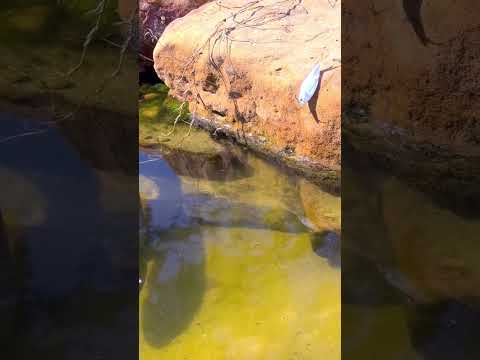 Crazy Fish Strike Caught on Camera! 🎣😱 #fishing #fishstrike #nature #shorts