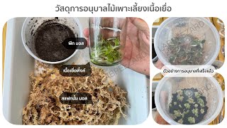 วิธีการอนุบาลไม้เพาะเลี้ยงเนื้อเยื่อ (LAB ปีศาจไม้ด่าง)