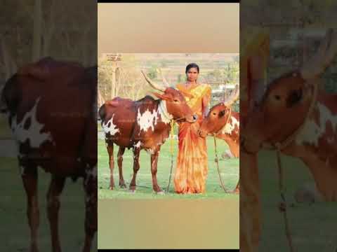 Amman Songs Tamil #மாடு #cow #cattle #bull #rpcattlefeeds