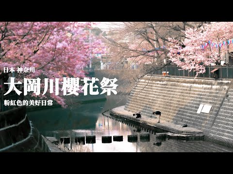 神奈川 | 橫濱 | 大岡川 | 櫻花日常  (4K)  #vlog   #旅行    #日本  #travel  #japan  #yokohama   #神奈川 #大岡川 #日本旅行